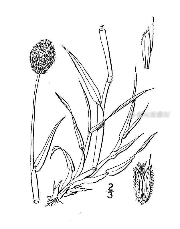 古植物学植物插图:Alopecurus alpinus, Alpine Foxtail